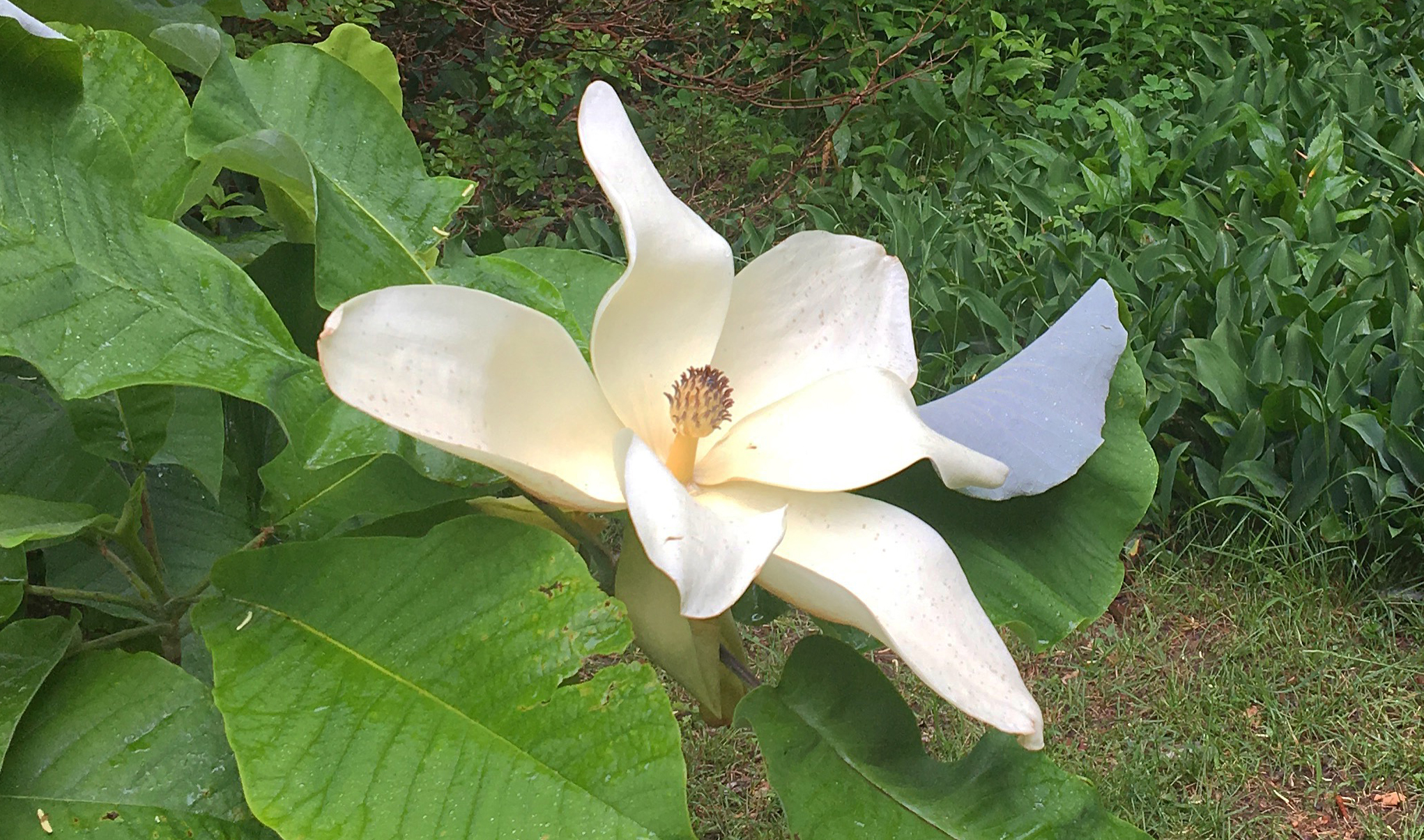 Magnolia macrophylla Julian Hill July 2017 (4)