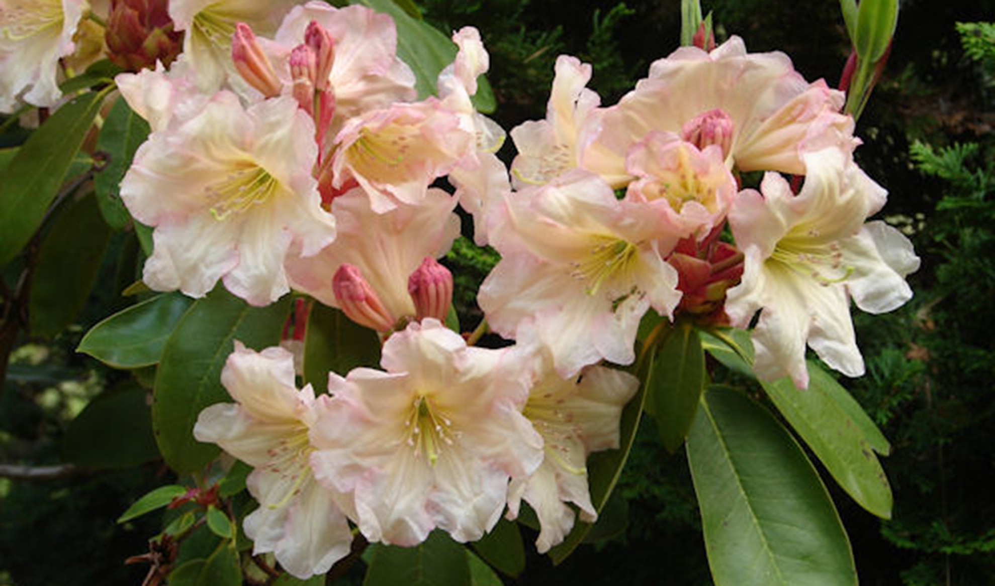 Rhododendron 'Hal Bruce' 5-26-2007 023