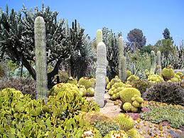 lush cactus