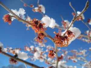 witch hazel snow