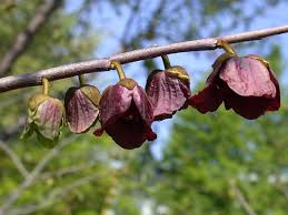 paw paw