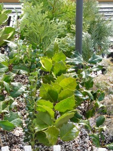 cuttings PHA 2-28-2008 007