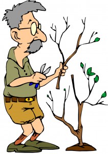 Pruning