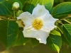 Stewartia