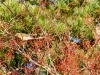 Sorbus Alnifolia