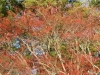 Sorbus alnifolia2
