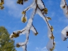 inbloom12-11 - 9