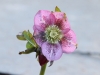 Lenten Rose