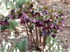 Lenten Rose4