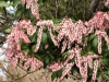 Pieris japonica