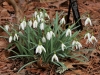 Snow drops