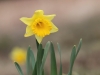 daffodil