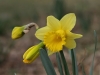 daffodil2