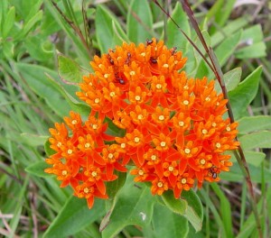 butterfly weed