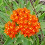 butterfly weed