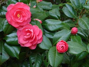 Camellia japonica 