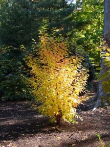 Stewartia sinensis 