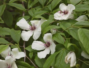 Stmalacodendron'Delmarva'