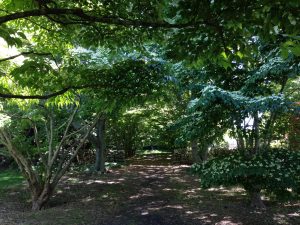Forest Bathing @ The Polly Hill Arboretum