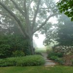 Forest Bathing @ The Polly Hill Arboretum