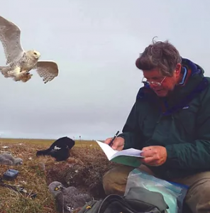 Breeding Ecology of Snowy Owls with Denver Holt