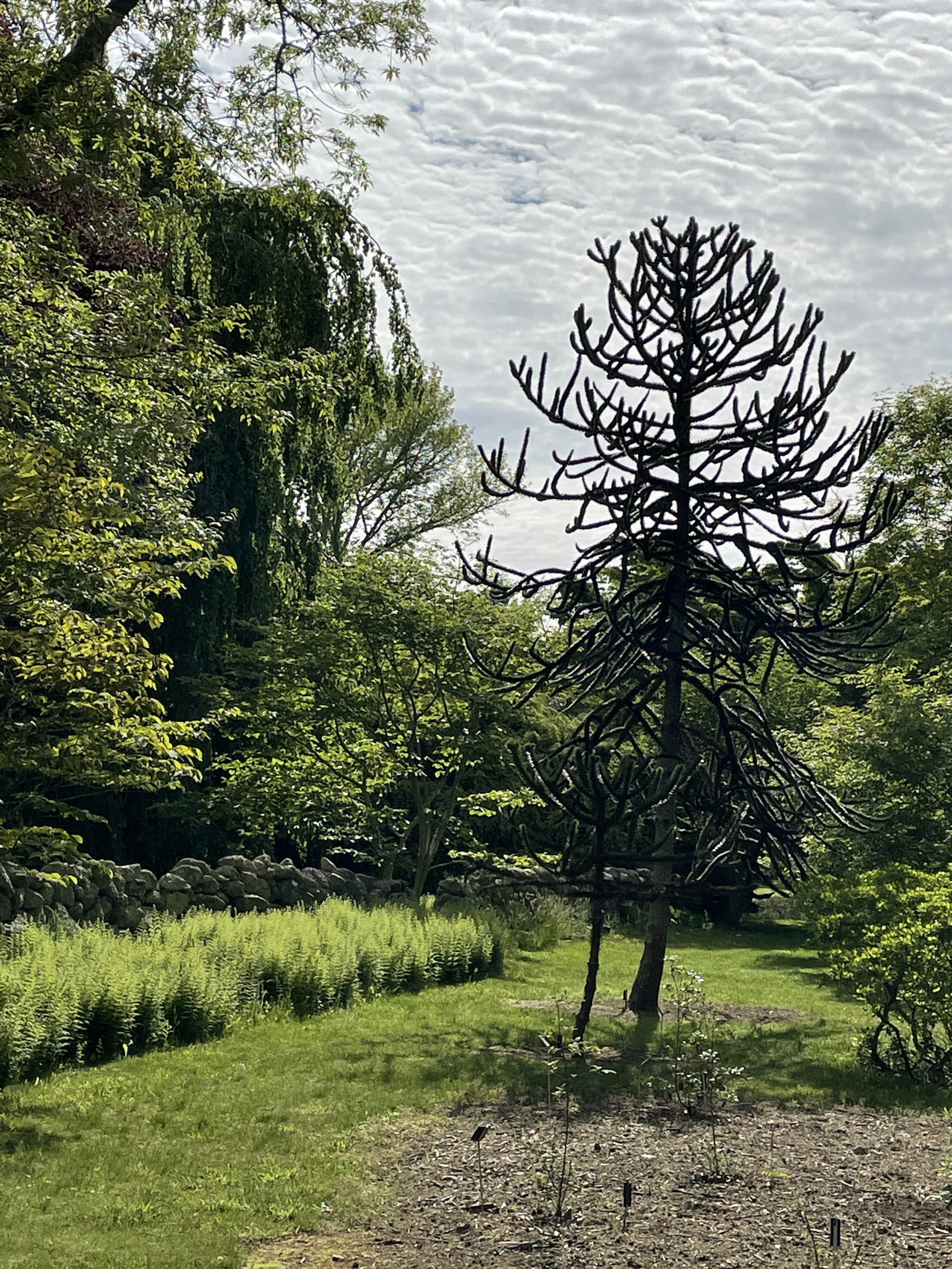 25 Iconic Trees Tour