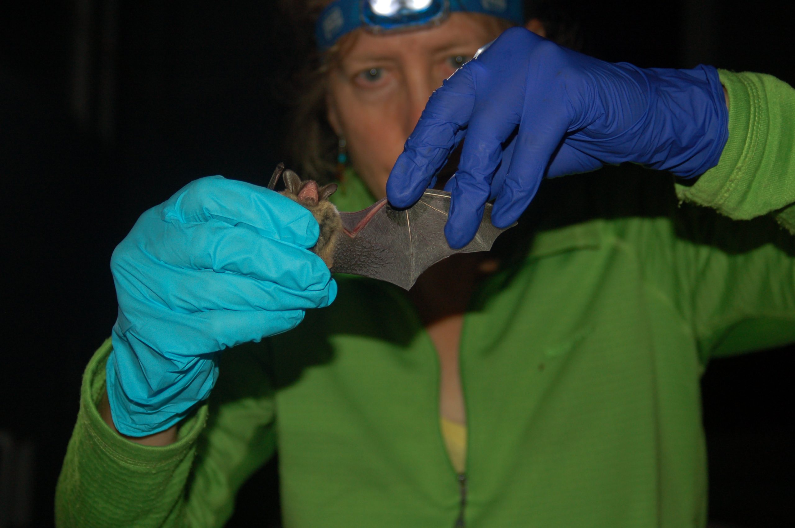 Bat Biology, Behavior, and Conservation
