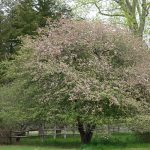 Arbor Day Celebration @ The Polly Hill Arboretum