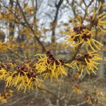 Pruning Spring Blooming Shrubs: A Hands-on Workshop @ The Polly Hill Arboretum