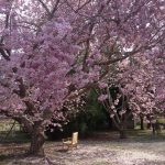Spring Forest Bathing @ The Polly Hill Arboretum