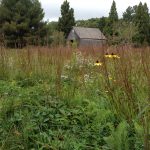 Native Plants with a Twist: Unexpected Excitement from our Native Flora @ The Polly Hill Arboretum Far Barn