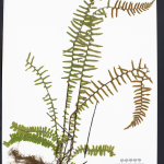 Make Your Own Herbarium Voucher @ The Polly Hill Arboretum