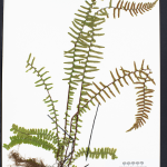 Make Your Own Herbarium Specimen @ The Polly Hill Arboretum