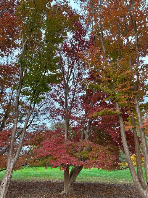 Arbor Day Event 2025 @ The Polly Hill Arboretum