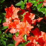 The Early Azaleas @ The Polly Hill Arboretum