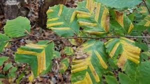 Beech Leaf Disease Tour, Q&A and Demonstration @ The Polly Hill Arboretum