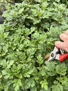 Herbaceous/Softwood Cuttings @ The Polly Hill Arboretum