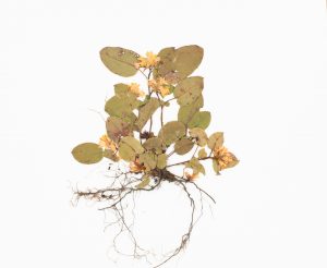 The Art and Science of Pressing Plants @ The Polly Hill Arboretum