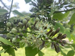Tree Identification in the Modern Era with Emily Ellingson @ The Polly Hill Arboretum