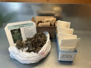Seed Cleaning and Storage Basics with Brittany Clark @ The Polly Hill Arboretum