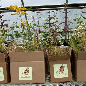 Container Gardening with MV Wildtype Plants @ The Polly Hill Arboretum