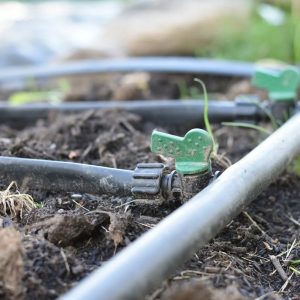 Guide to Dripline Irrigation with Jack Morgan @ The Polly Hill Arboretum